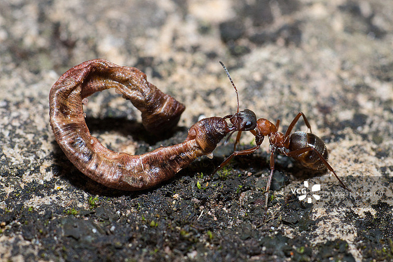 携带蚯蚓的南方木蚁，法国北部孚日地区自然公园图片素材