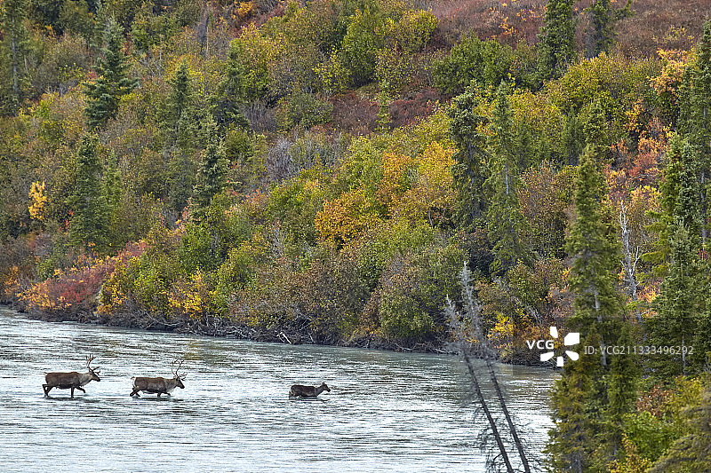 北美驯鹿穿越阿拉斯加苏西特纳河图片素材