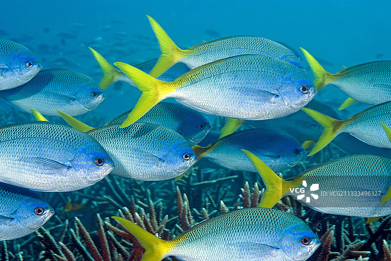 苍鹭岛大堡礁的红腹黄尾鲷鱼群（昆士兰，澳大利亚）图片素材