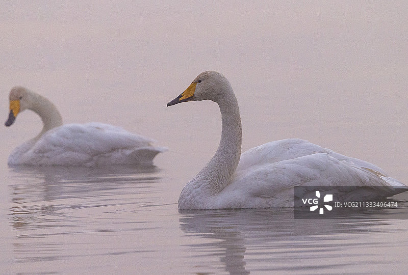 大天鹅在水中，中国河南省三门峡图片素材