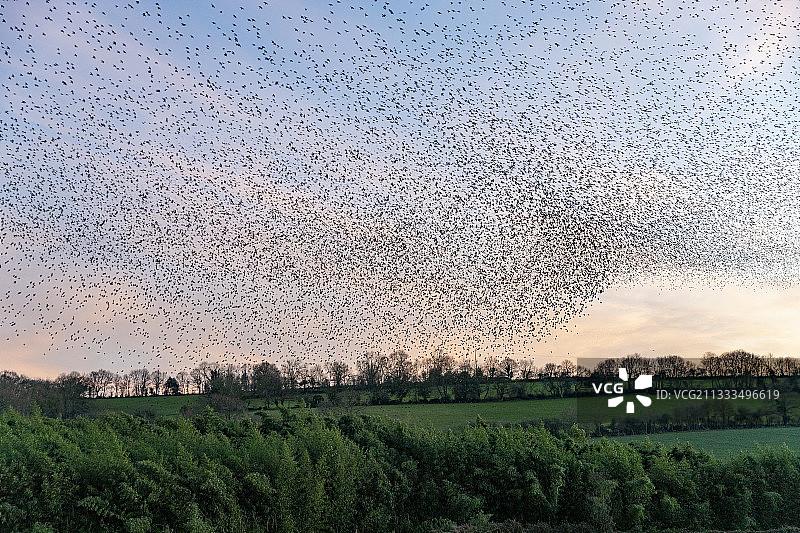 法国卢埃斯瓦塞欧洲椋鸟群飞图片素材