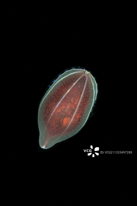 栉水母，白海，卡累利阿，俄罗斯北部图片素材