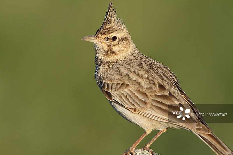 在鹅卵石上观察领地的凤头百灵，法国西南部，六月图片素材