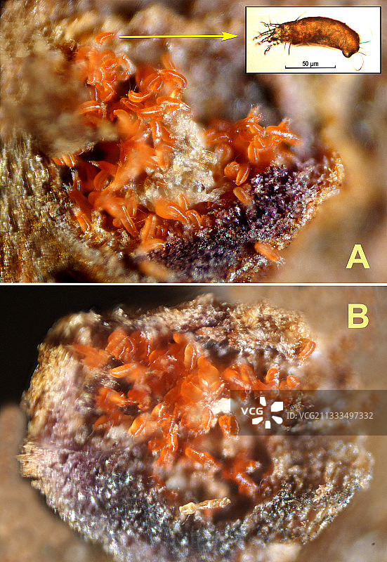 在胡桃木叶子上：解剖刀打开瘿，里面有一百只瘿螨。插入：测量100微米的螨虫的显微照片。图片素材
