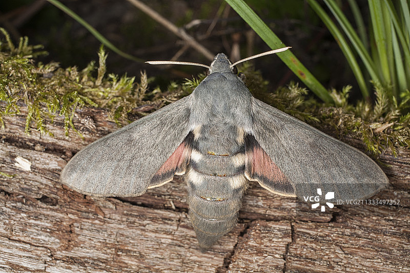 木头上的蝙蝠蛾（Hyles vespertilio），瑞士图片素材