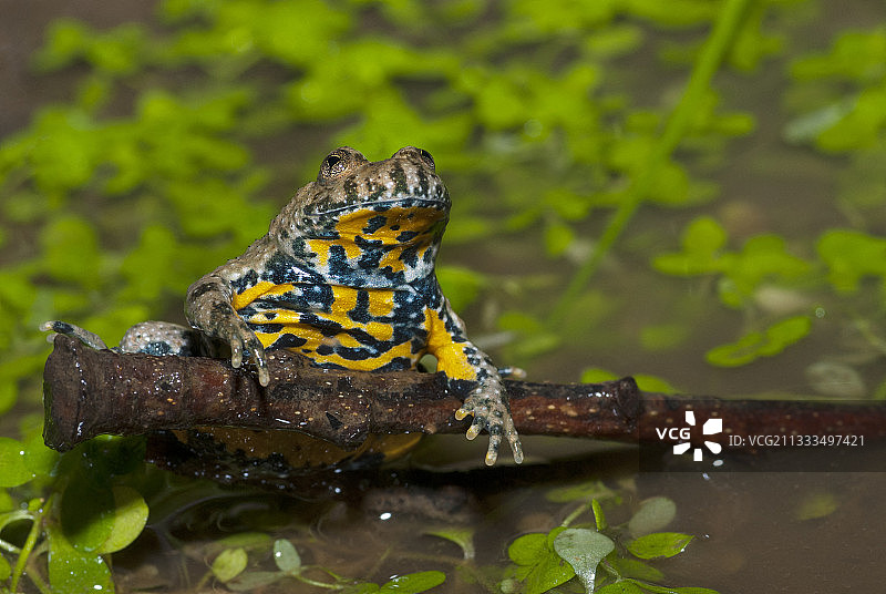 法国北部孚日地区自然公园的黄腹蟾蜍图片素材