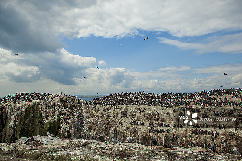 法恩群岛的海鸟群，包括黑海鸠和黑腿三趾鸥图片素材