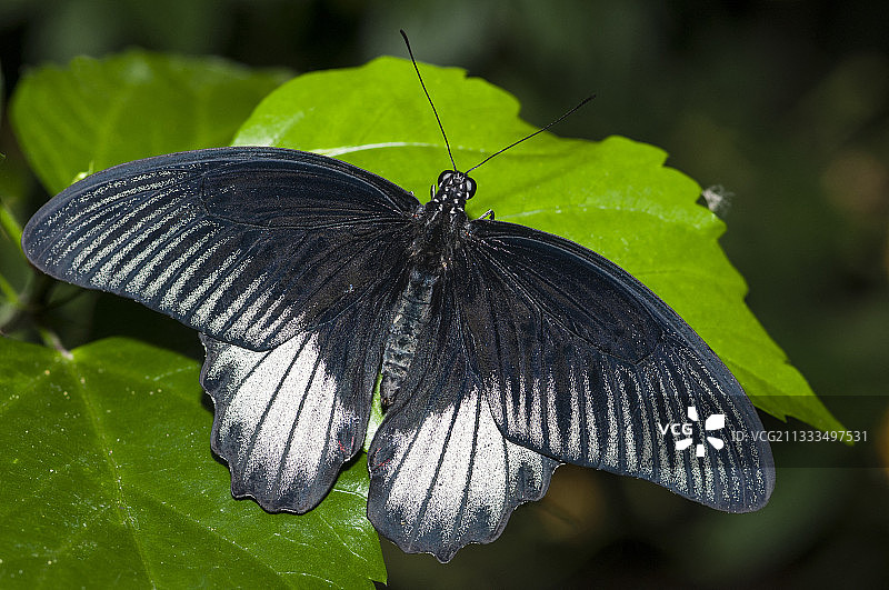 马来西亚的雄性大麝凤蝶图片素材