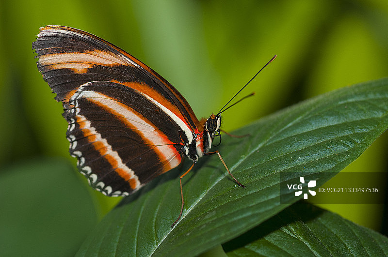 橙斑丽蝶在叶子上，原产巴西图片素材