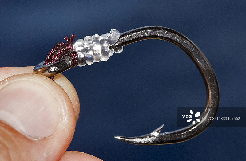 金枪鱼手工选择性捕捞（大眼金枪鱼）：加那利群岛特内里费岛大西洋海域图片素材