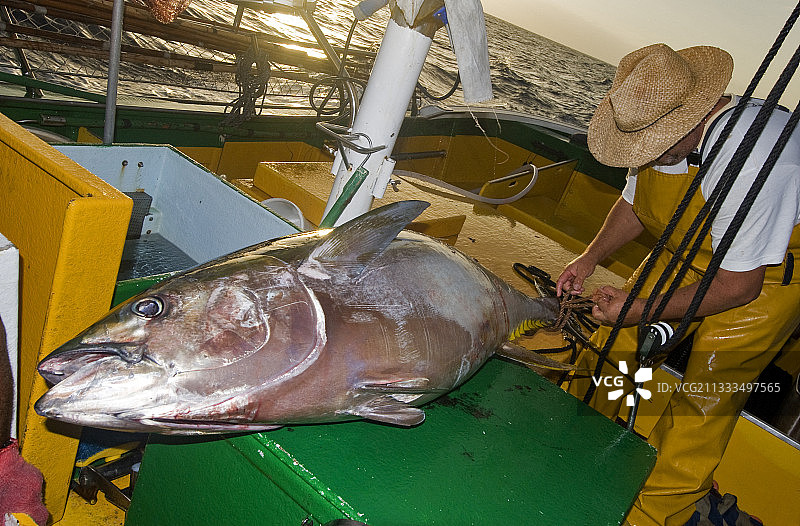 金枪鱼手工选择性捕捞（大眼金枪鱼）：加那利群岛特内里费岛大西洋海域图片素材