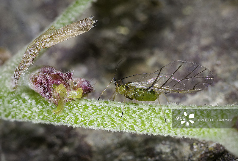海岸栎树的雌花，花朵很小，不易察觉，与悬挂在长穗上的雄花形成对比。蚜虫是为了提供比例尺参考。图片素材