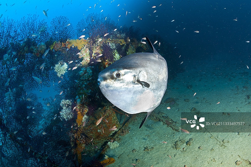 翻车鱼，意大利卡普里岛图片素材