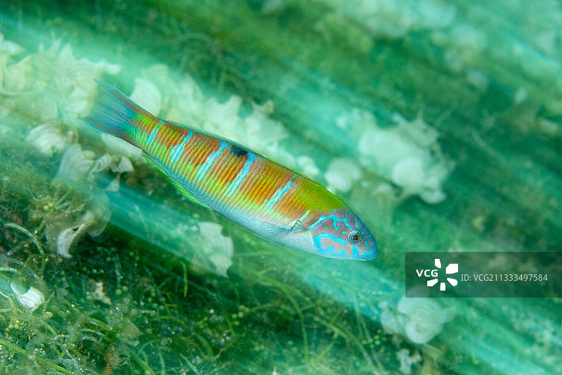 肩突拟隆头鱼，海洋保护区，意大利图片素材