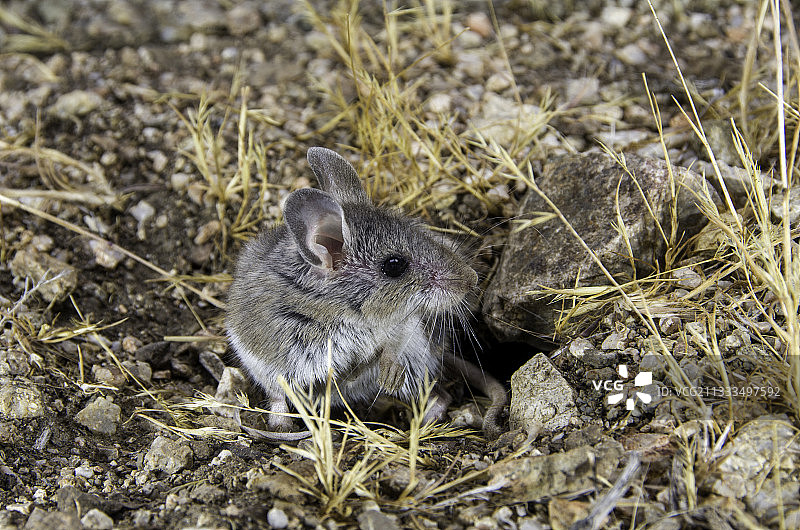 北美松鼠，产于加利福尼亚州东部内华达山脉图片素材