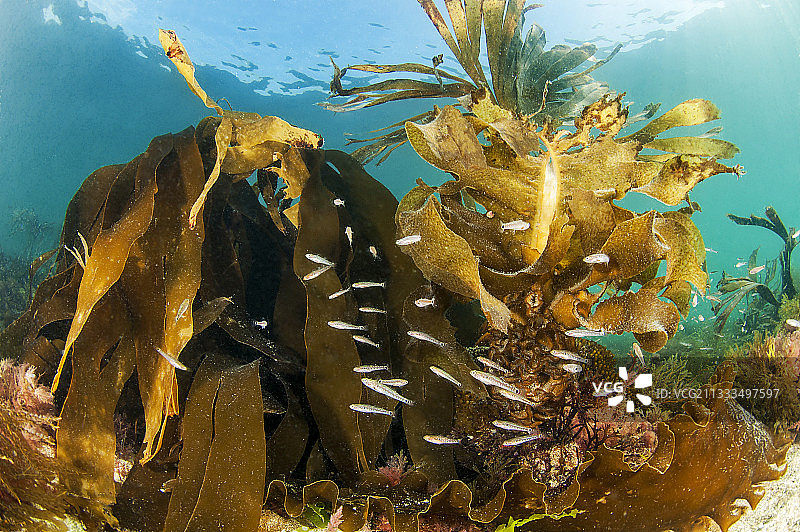 圣马洛海岸的斑点虾虎鱼图片素材
