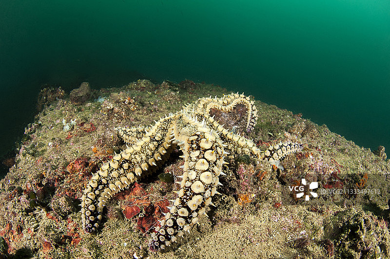 克尔卡国家公园克尔卡河口的多刺海星图片素材