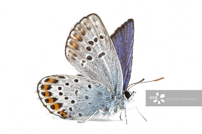 白色背景上的银纹蓝蝶，法国德龙省雷米扎图片素材