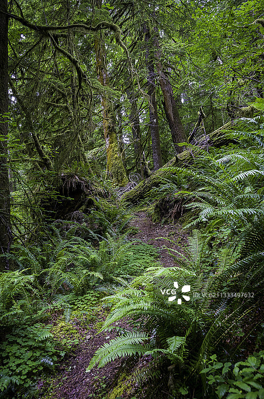 俄勒冈州喀斯喀特山脉西坡温带森林小径图片素材