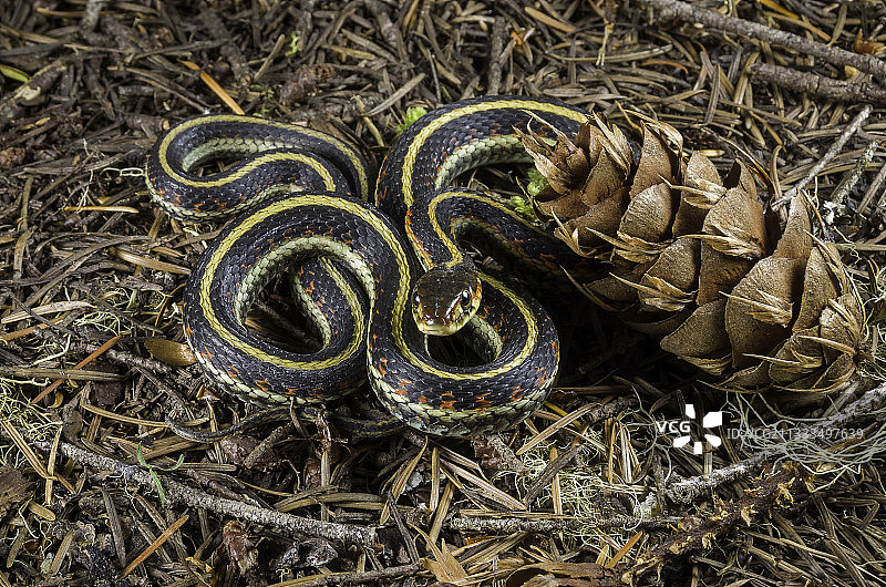 西北束带蛇（俄勒冈州林恩县）图片素材