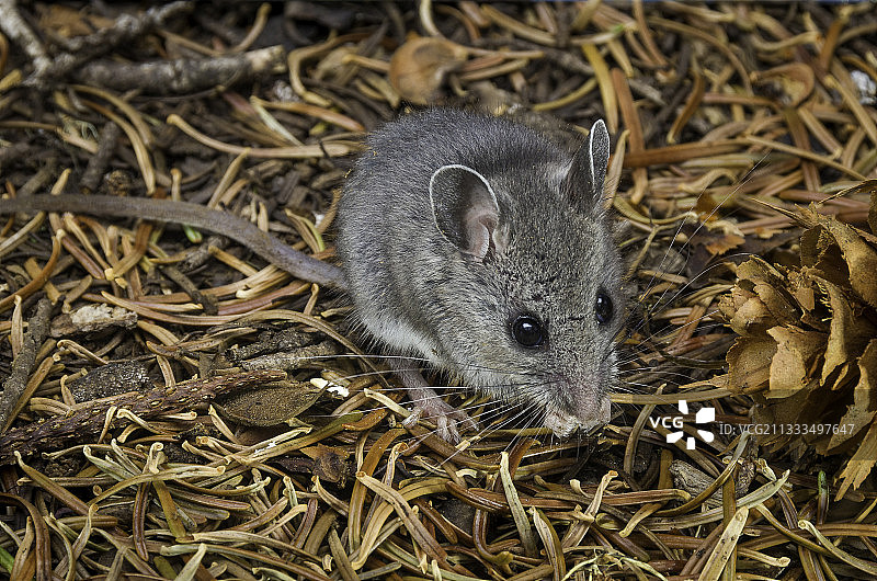 北美鹿鼠，马尼库拉图斯小鼠，俄勒冈州瀑布湖图片素材