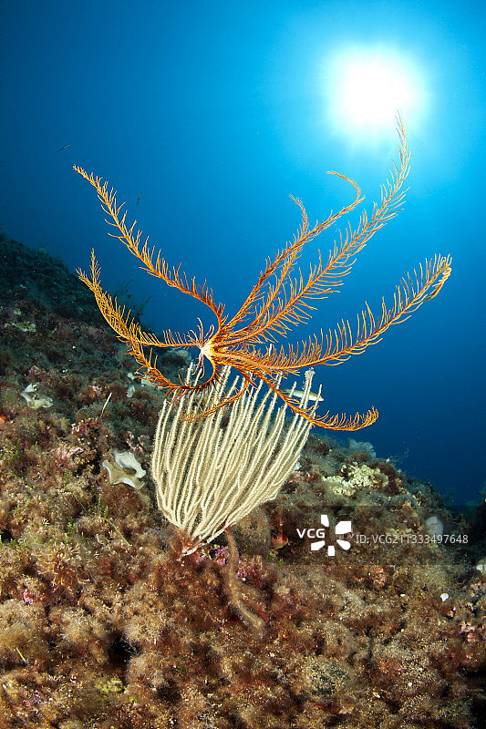 羽毛星和白色海扇，位于意大利坎帕内拉角海洋保护区图片素材
