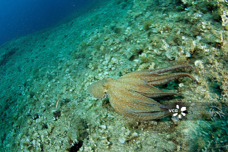 章鱼，普通章鱼，蓬塔坎帕内拉海洋保护区，马萨卢布伦塞，索伦蒂纳半岛，阿马尔菲海岸，意大利，第勒尼安海，地中海图片素材