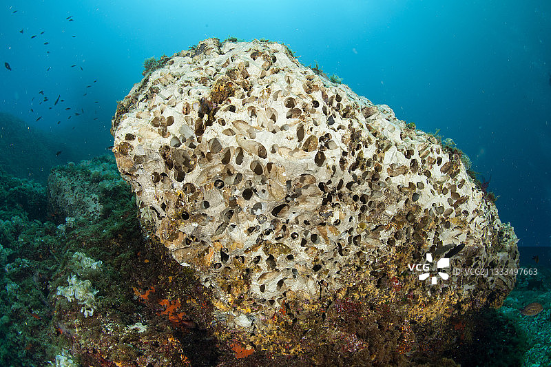 因人们采集海螺而被破坏的岩石，意大利蓬塔坎帕内拉海洋保护区图片素材