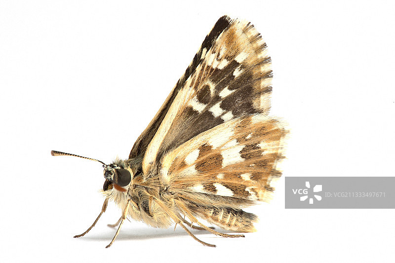 奥伯图尔灰弄蝶图片素材