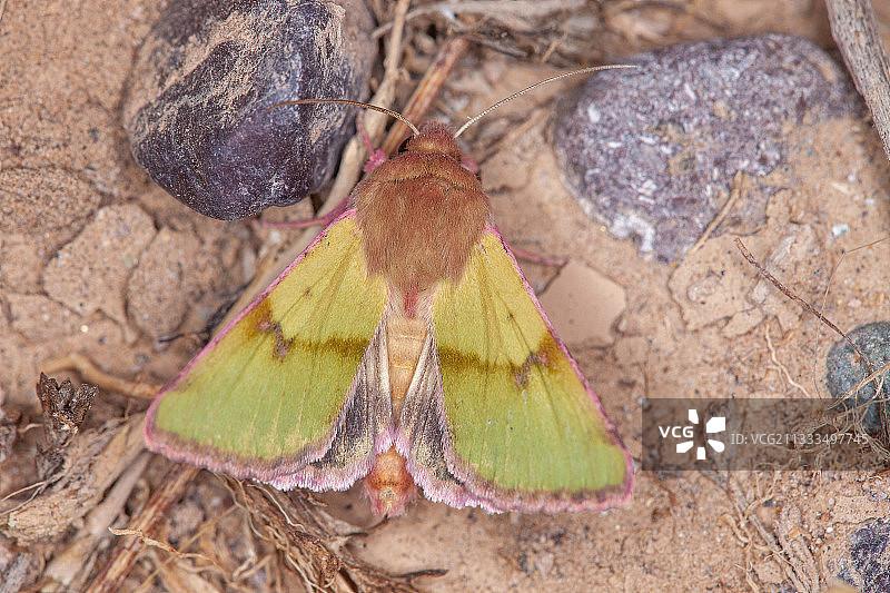 伊朗夜蛾图片素材