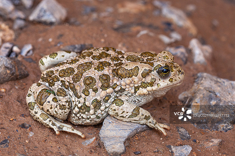 可变绿蟾蜍(Bufo viridis variabilis)，伊朗图片素材