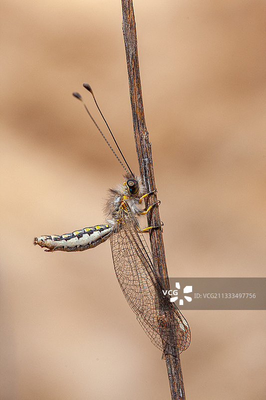 伊朗树枝上的蜻蜓图片素材