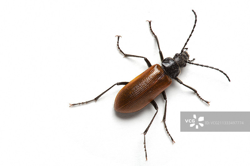 白色背景上的梳爪甲虫（Omophlus lepturoides），普罗旺斯，法国图片素材