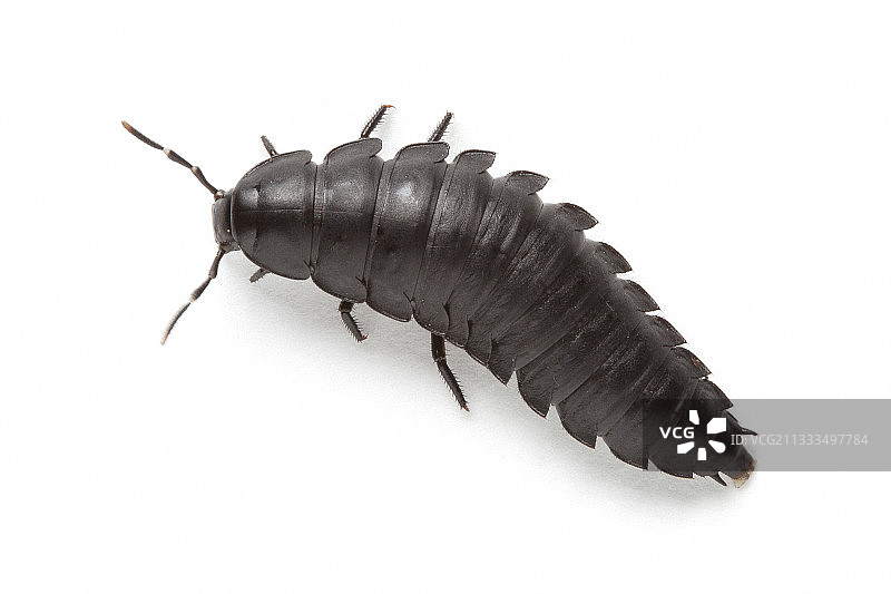 白背景上的埋葬甲虫幼虫，法国普罗旺斯图片素材