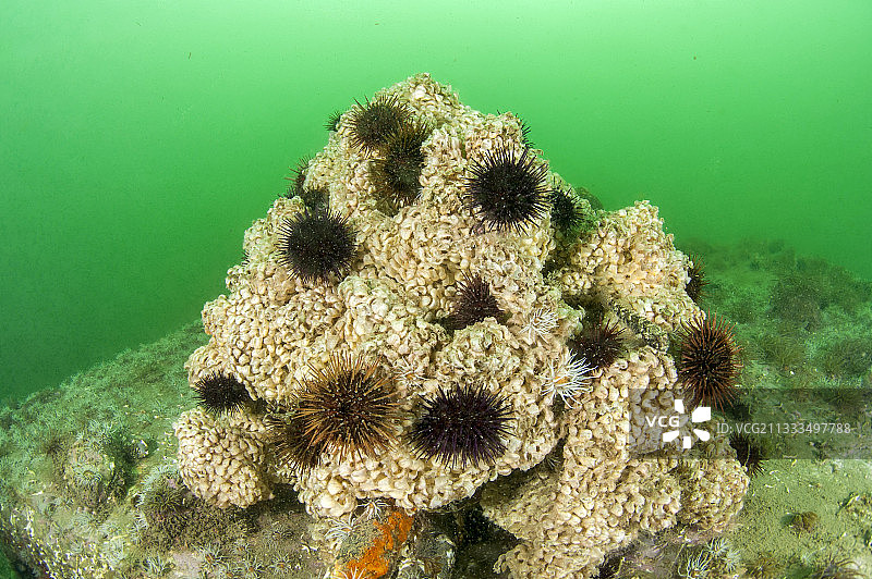 紫色海胆和黑海胆在染料骨螺上产卵，法国塞特港图片素材