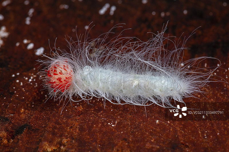 金属斑纹毛虫，秘鲁伊基托斯图片素材