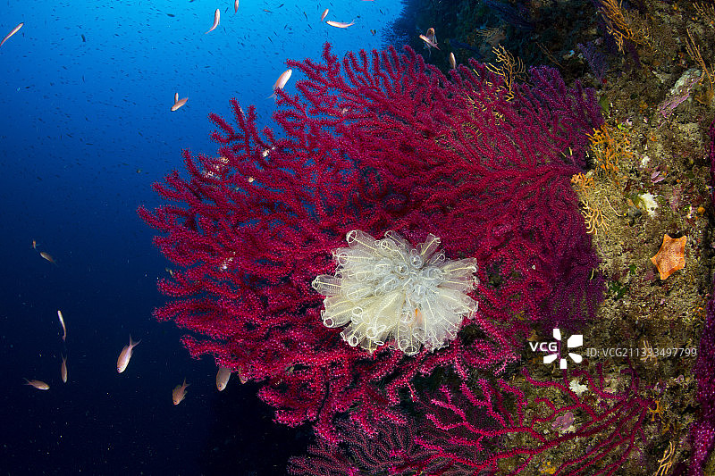红海扇与海鞘（卡普里岛，意大利）图片素材