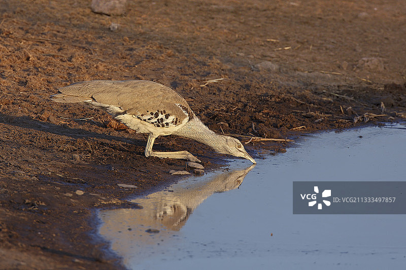 纳米比亚埃托沙水坑饮水的科里鸨图片素材