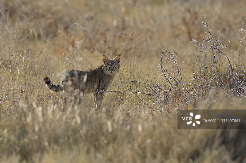 非洲野猫，埃托沙，纳米比亚图片素材