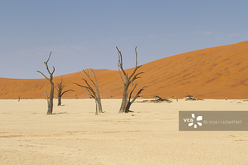 纳米比亚苏丝斯黎死亡谷枯树图片素材