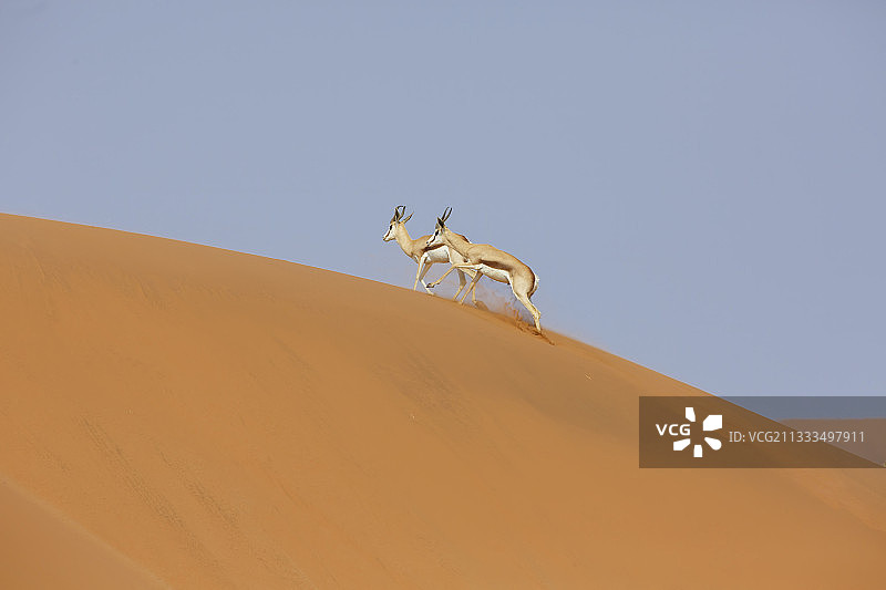 纳米比亚苏丝斯黎盐沼跳羚图片素材