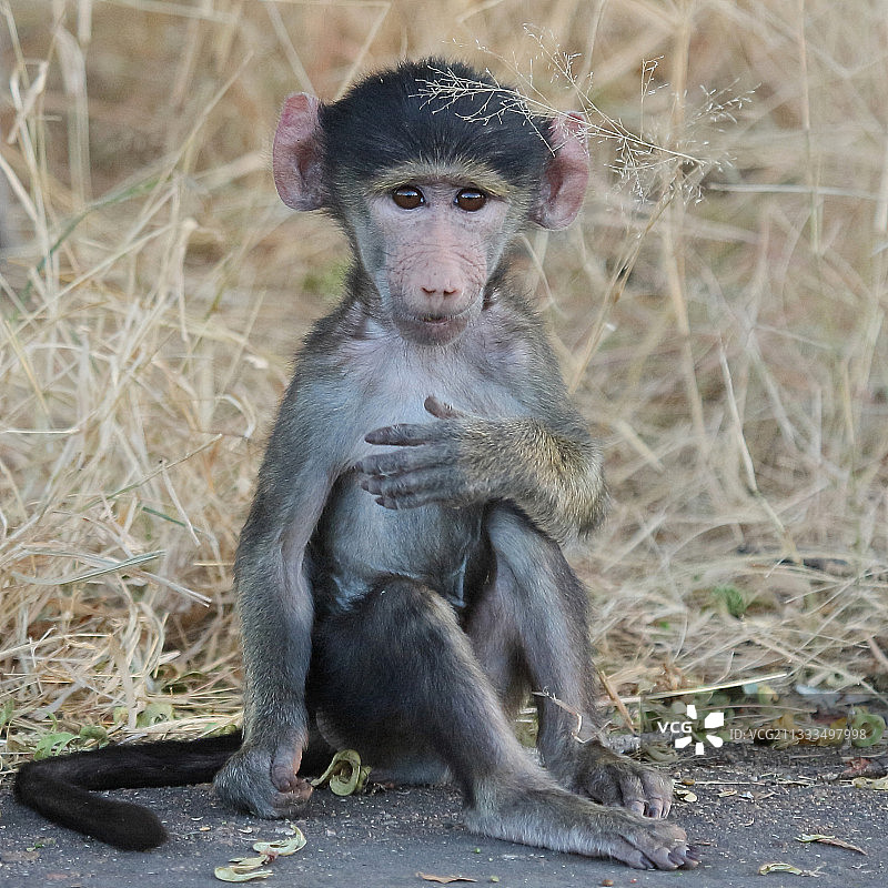 非洲稀树草原上的熊狒吃树荚（南非克鲁格国家公园）图片素材