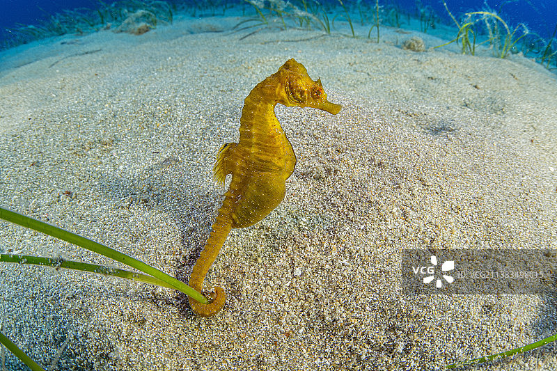 短吻海马（Hippocampus hippocampus），雄性，意大利蓬扎岛，第勒尼安海，地中海图片素材