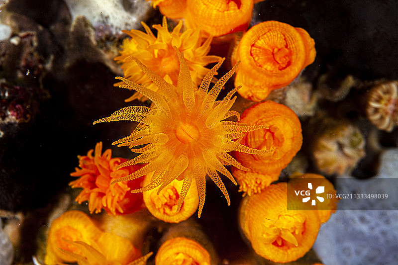 蓬扎岛黄色洞穴珊瑚图片素材