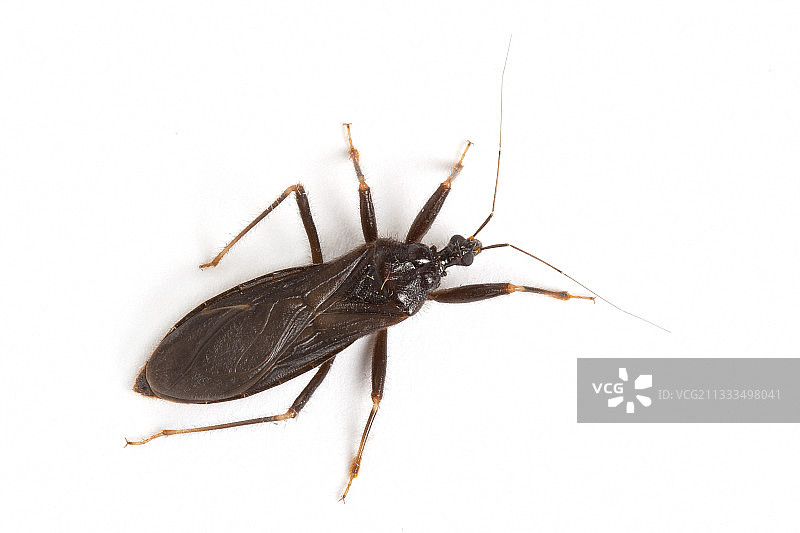 白背景上的蒙面猎人，法国德龙省马库涅图片素材