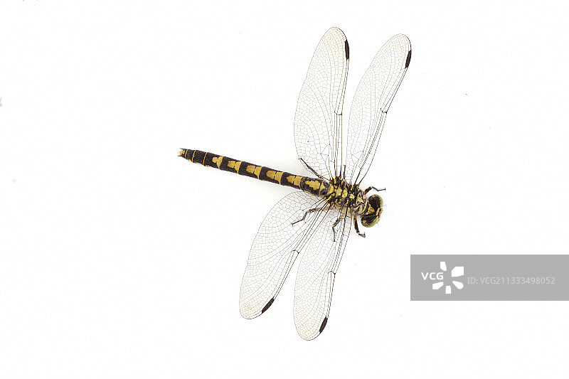 法国细螯蜓雌性图片素材