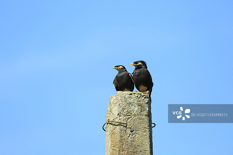 斯里兰卡的普通八哥鸟图片素材