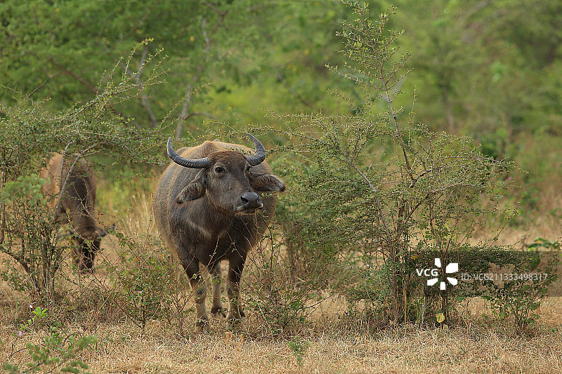 斯里兰卡雅拉公园的亚洲水牛图片素材