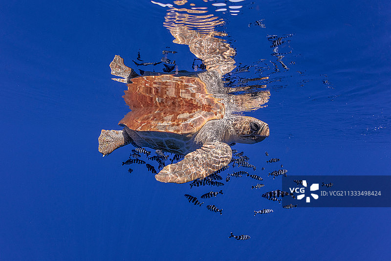 红海龟（caretta caretta）与领航鱼（Naucrates ductor）在海面附近游泳。脆弱物种。亚速尔群岛圣玛丽亚岛，葡萄牙，大西洋图片素材