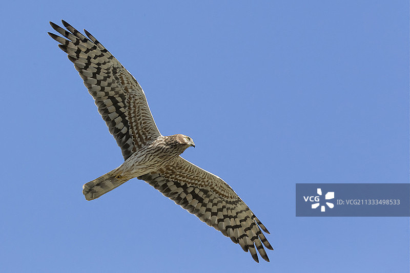 从下方看到的飞行的蒙塔古氏鹞（Circus pygargus）成年雌性，意大利巴西利卡塔图片素材